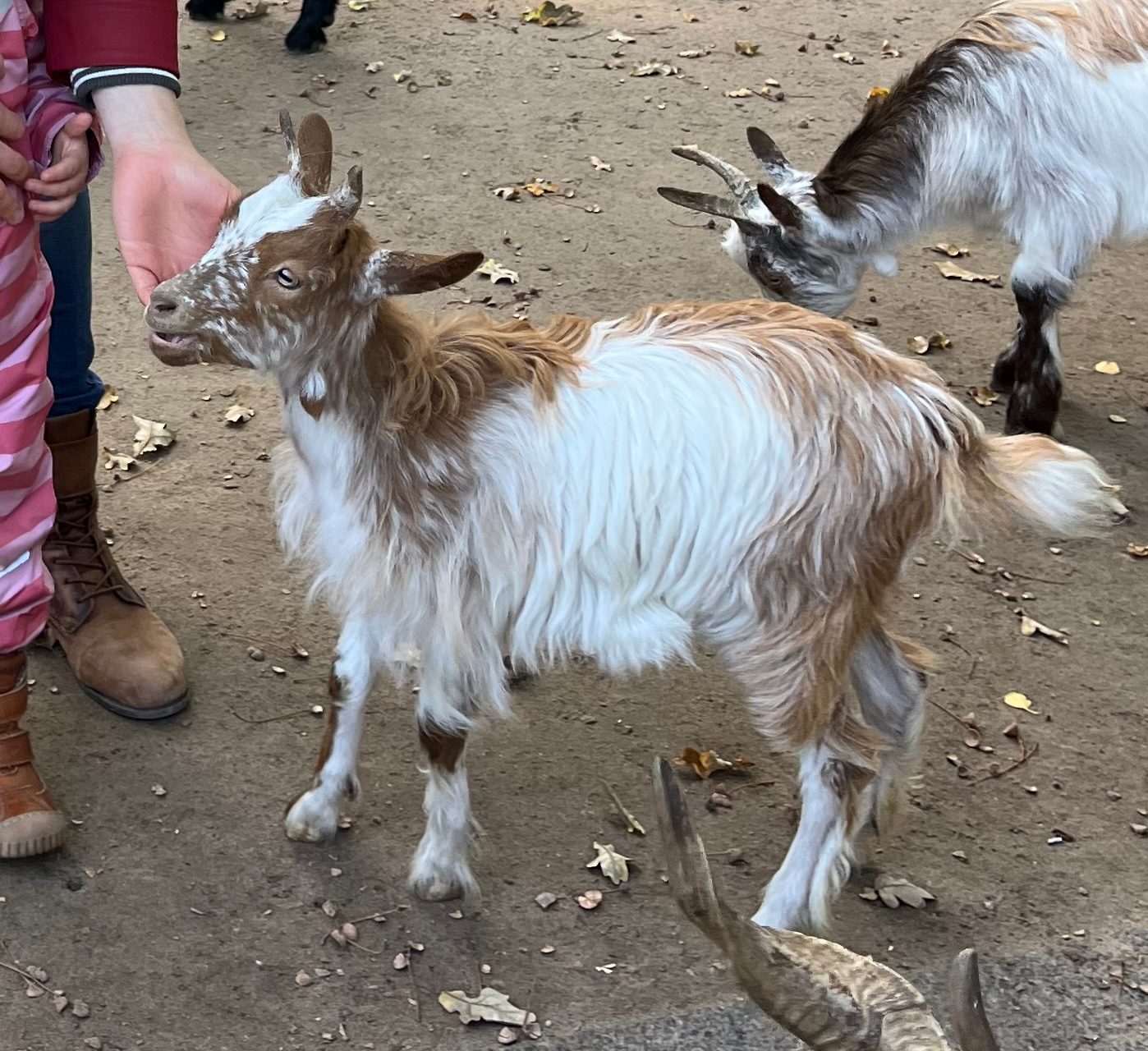 Tierpark Wismar als Ausflugsziel für Familien